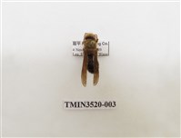 藏品(黑腹虎頭蜂)的圖片